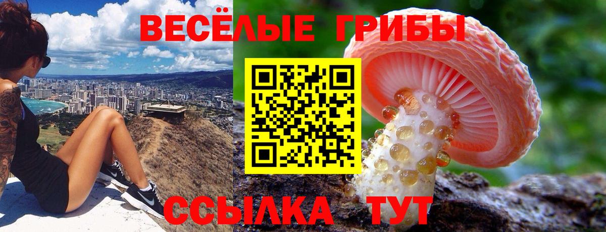 Псилоцибиновые грибы GOLDEN TEACHER Каменск-Шахтинский